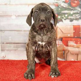 English Mastiff