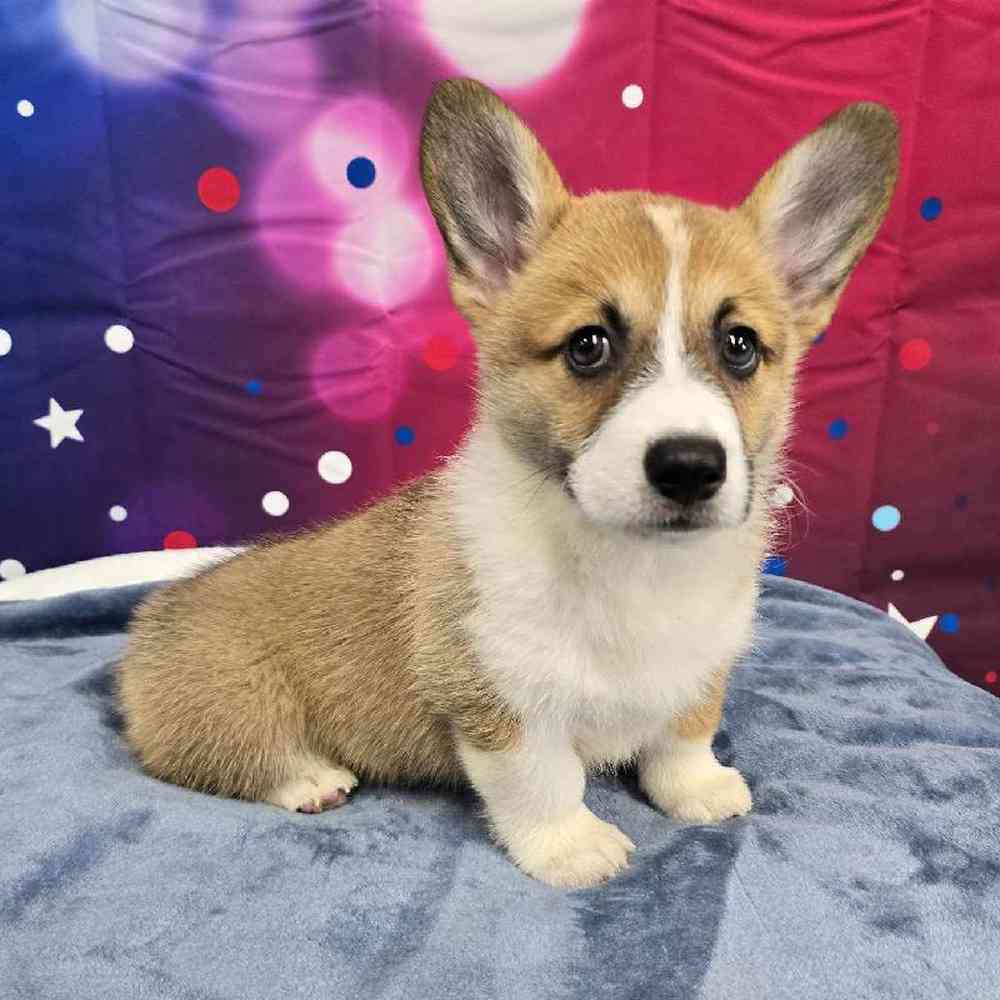 Female Pembroke Welsh Corgi Puppy for Sale in Virginia Beach, VA