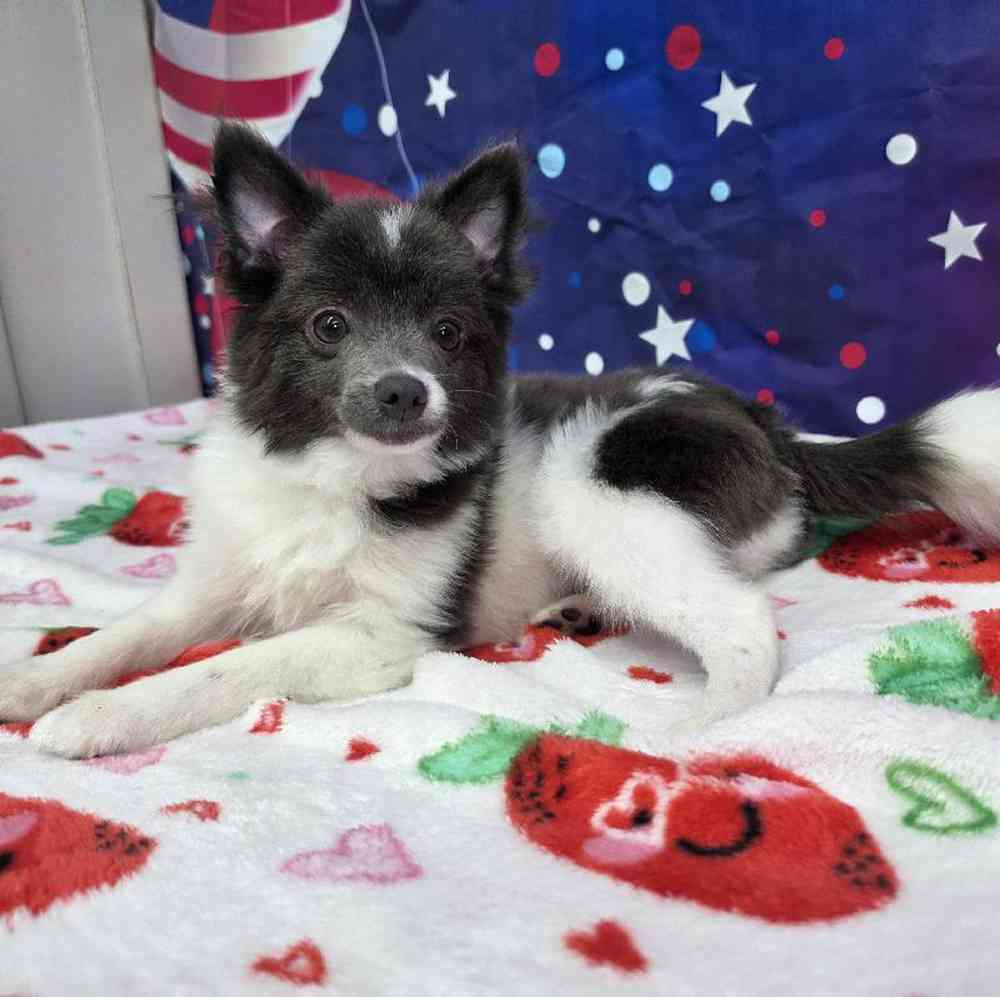 Male Pomeranian Puppy for Sale in Virginia Beach, VA