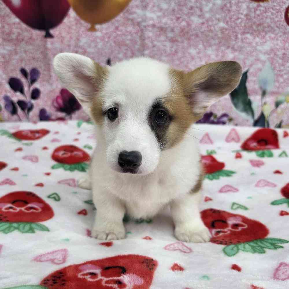 Male Pembroke Welsh Corgi Puppy for Sale in Virginia Beach, VA