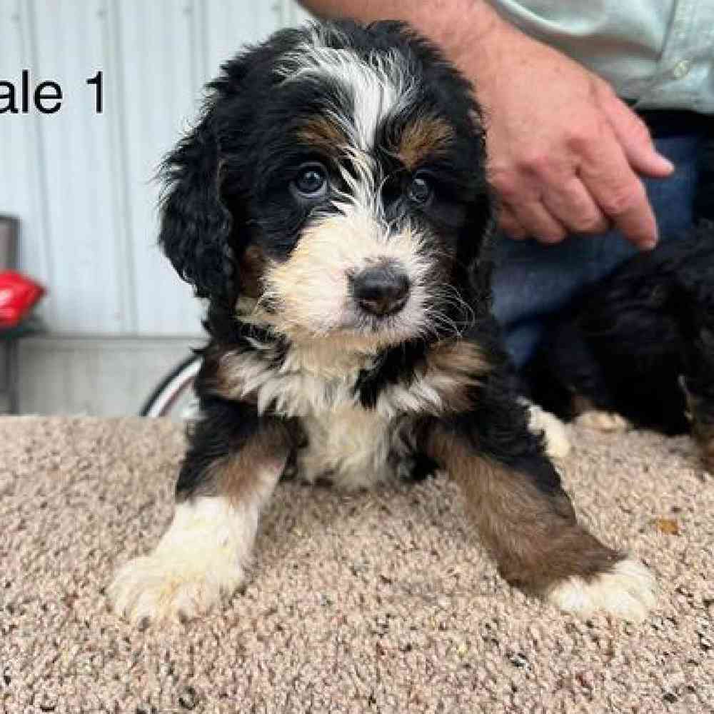 Female Mini Bernadoodle Puppy for Sale in Virginia Beach, VA