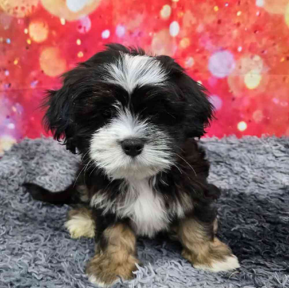 Male Lhasa Apso Puppy for Sale in Virginia Beach, VA