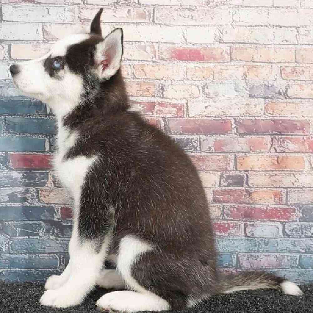 Female Siberian Husky Puppy for Sale in Virginia Beach, VA