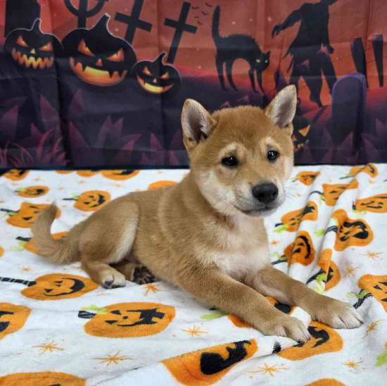 Shiba Inu