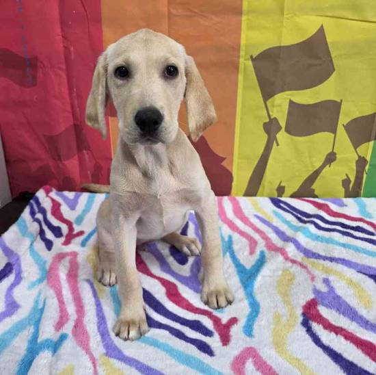 Labrador Retriever