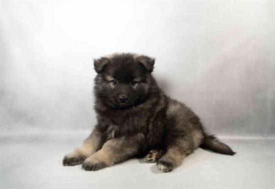 Keeshond