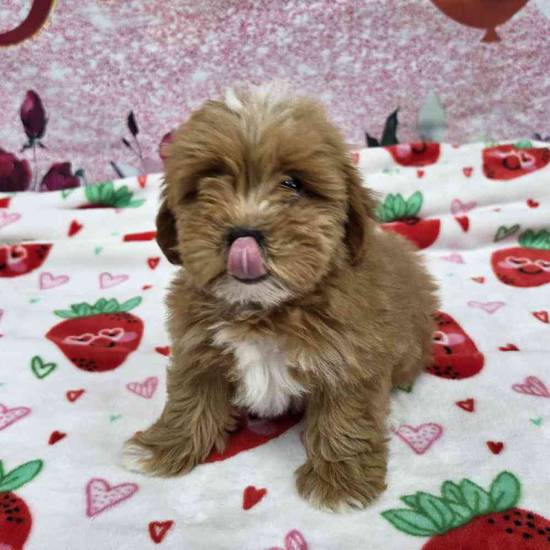 Shipoo