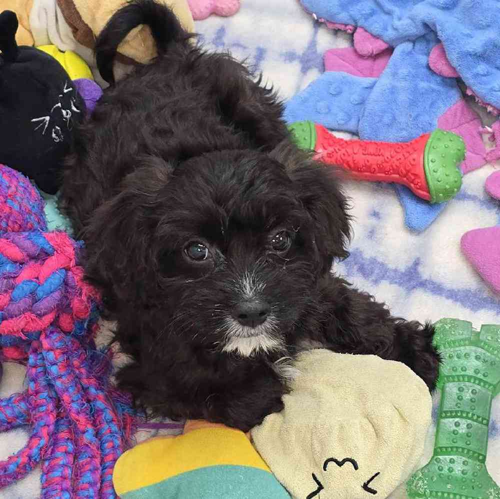 Female Cavapoo Puppy for Sale in Virginia Beach, VA