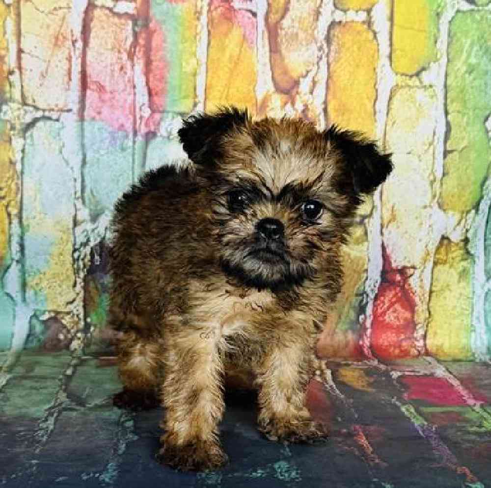 carousel pet images