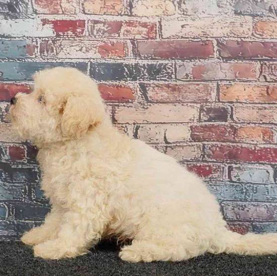 Maltipoo