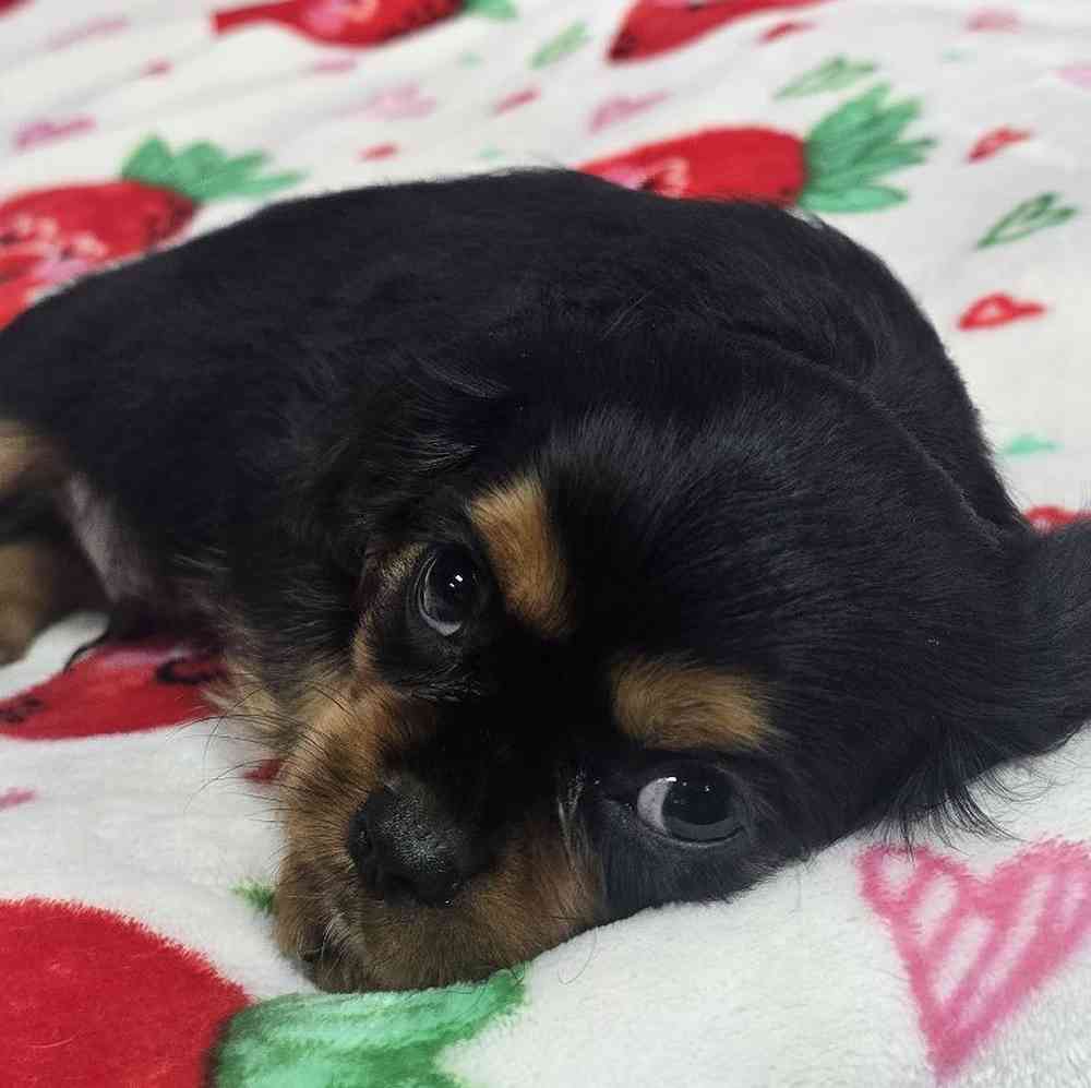 Male Cavalier King Charles Spaniel Puppy for Sale in Virginia Beach, VA