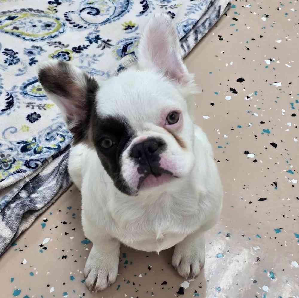 Female French Bulldog Puppy for Sale in Virginia Beach, VA