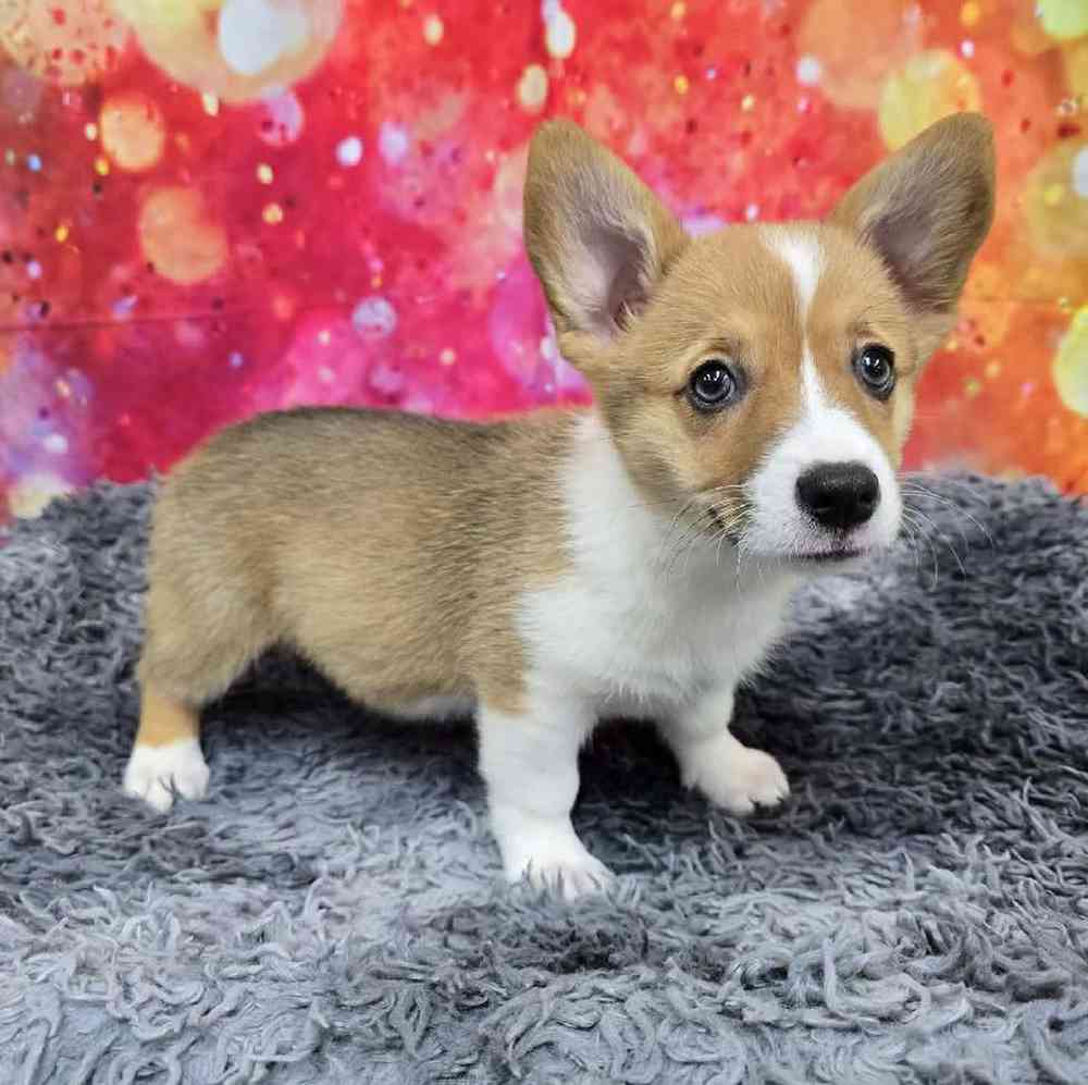 Female Pembroke Welsh Corgi Puppy for Sale in Virginia Beach, VA