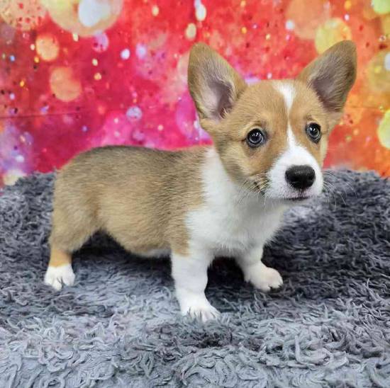 Pembroke Welsh Corgi