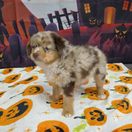 Toy Australian Shepherd 