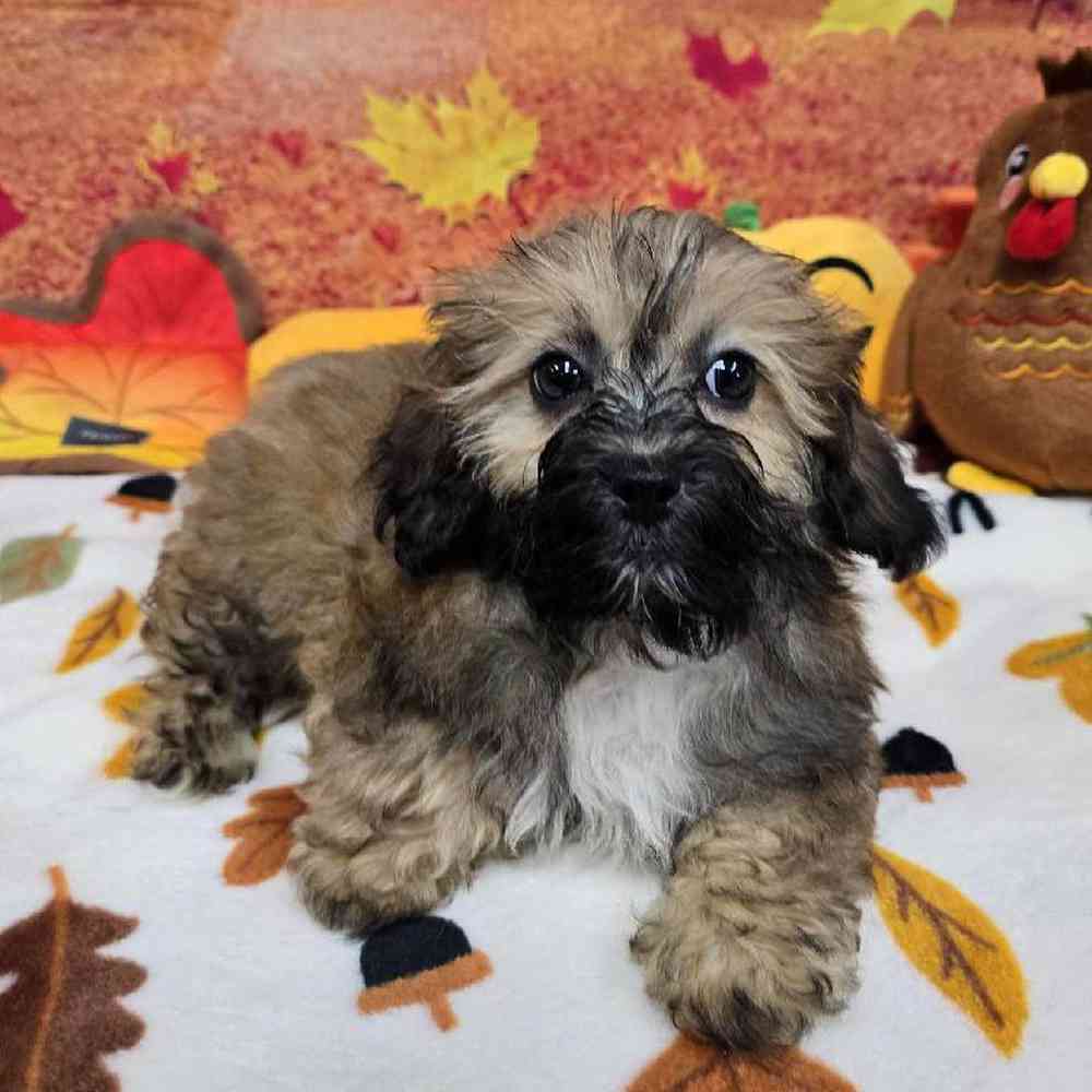 Male Shipoo Puppy for Sale in Virginia Beach, VA