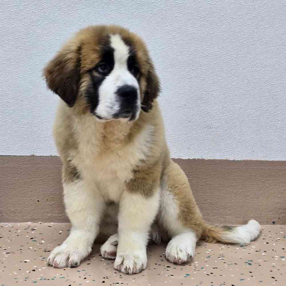 Male Saint Bernard Puppy for Sale in Virginia Beach, VA