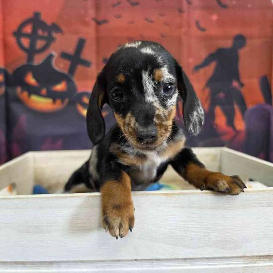 Dachshund