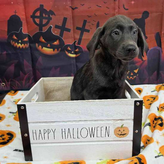 Labrador Retriever