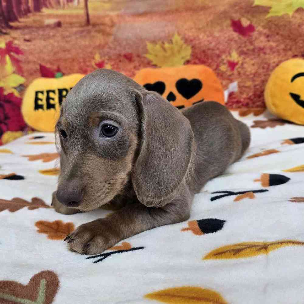 Male Dachshund Puppy for Sale in Virginia Beach, VA