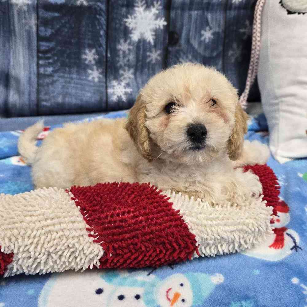 Female Bichonpoo Puppy for Sale in Virginia Beach, VA