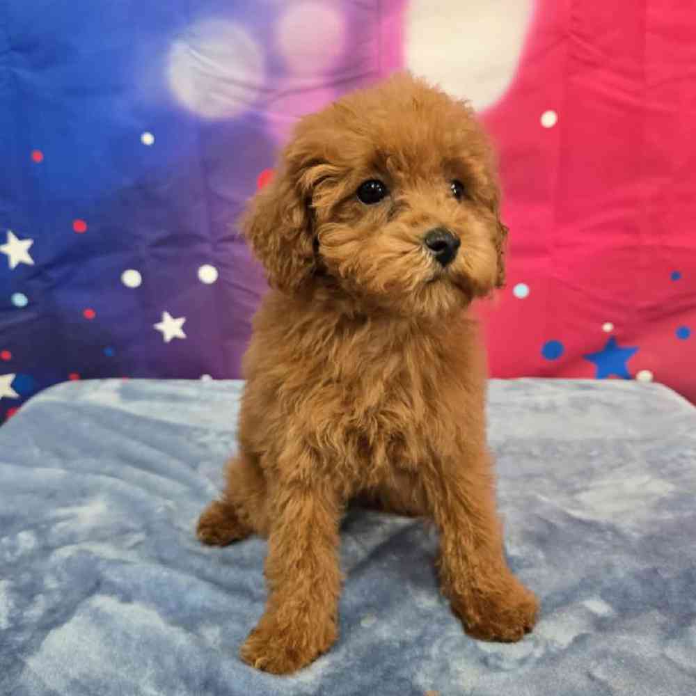 Female Poodle Puppy for Sale in Virginia Beach, VA