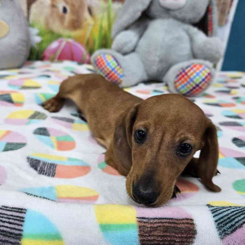 Male Dachshund Puppy for Sale in Virginia Beach, VA