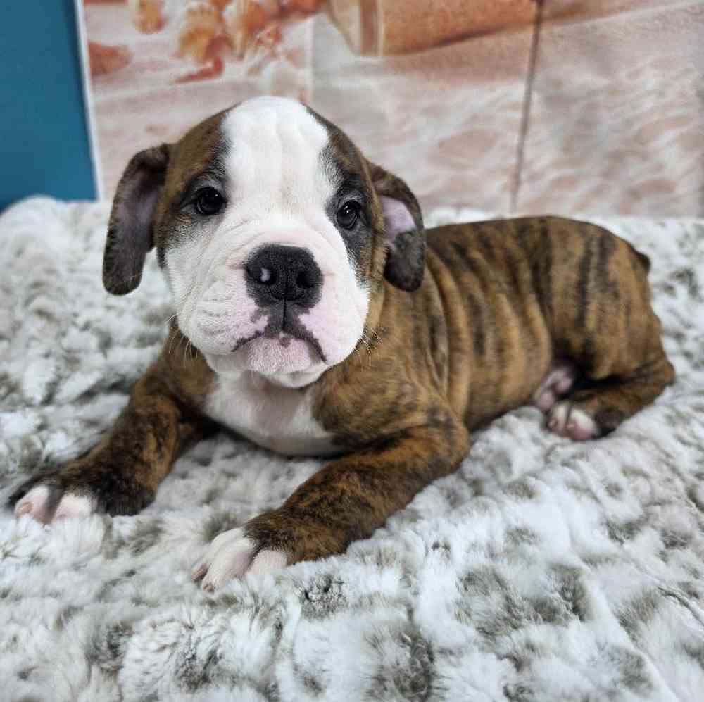 Male Old English Bulldog Puppy for Sale in Virginia Beach, VA