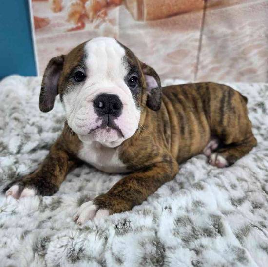 Old English Bulldog