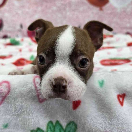 Boston Terrier