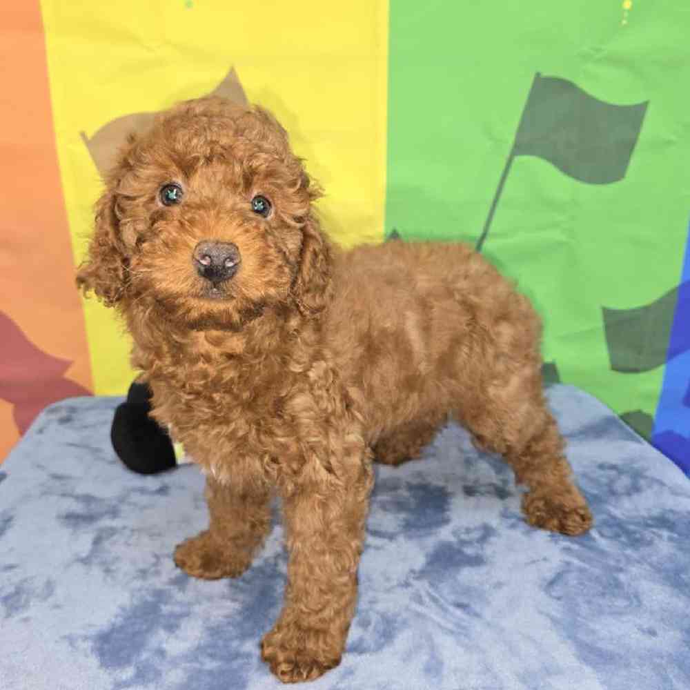 Male Poodle Puppy for Sale in Virginia Beach, VA