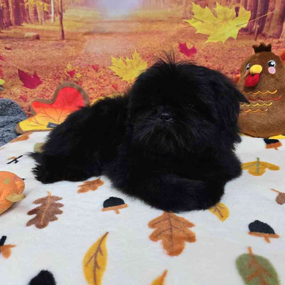 Male Shih Tzu Puppy for Sale in Virginia Beach, VA