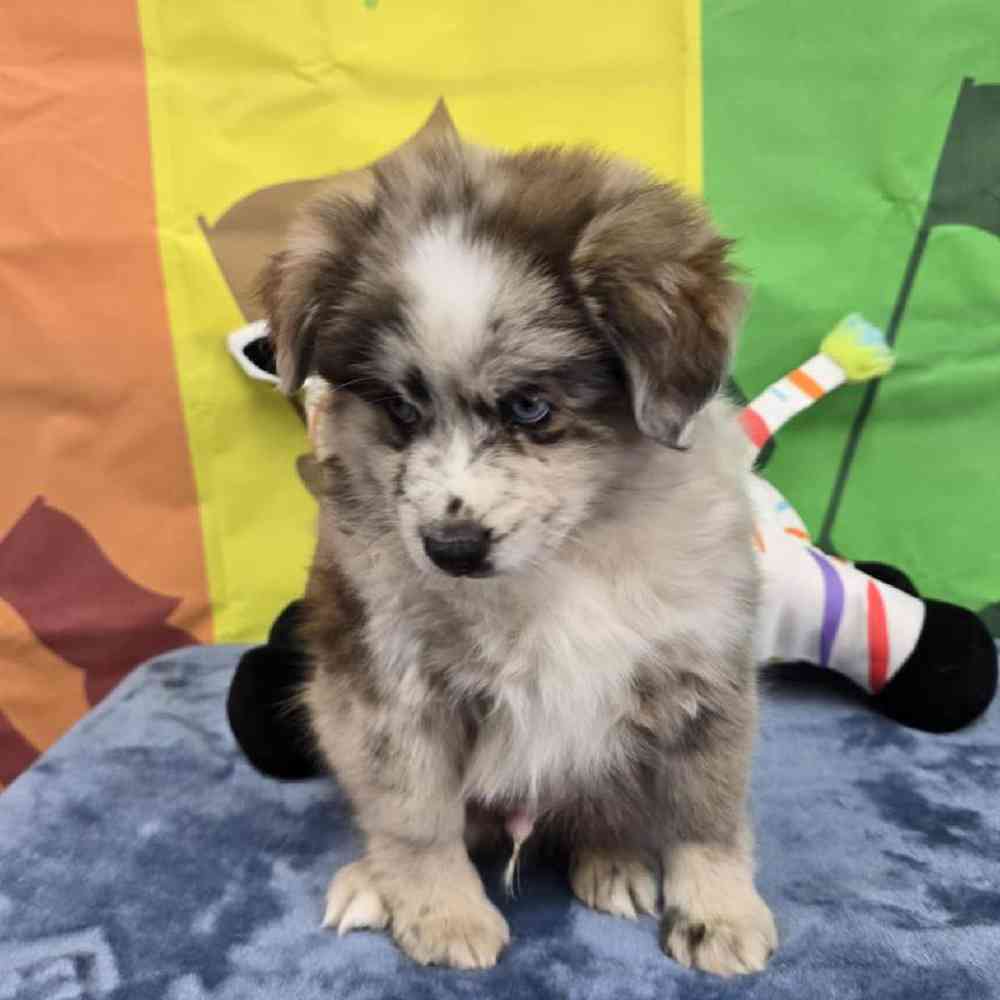Male Pomsky Puppy for Sale in Virginia Beach, VA