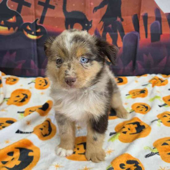 Toy Australian Shepherd 