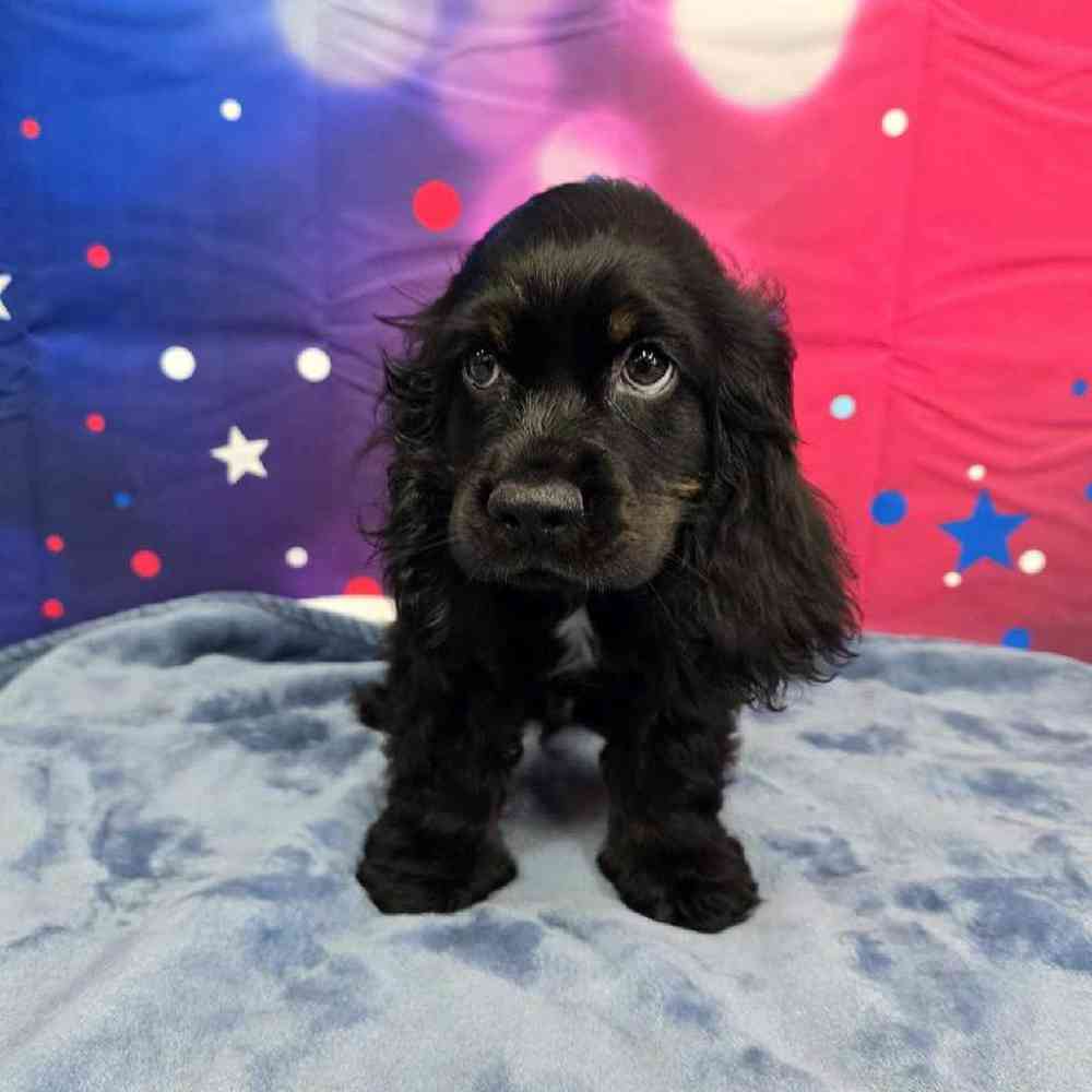 Male Cocker Spaniel Puppy for Sale in Virginia Beach, VA