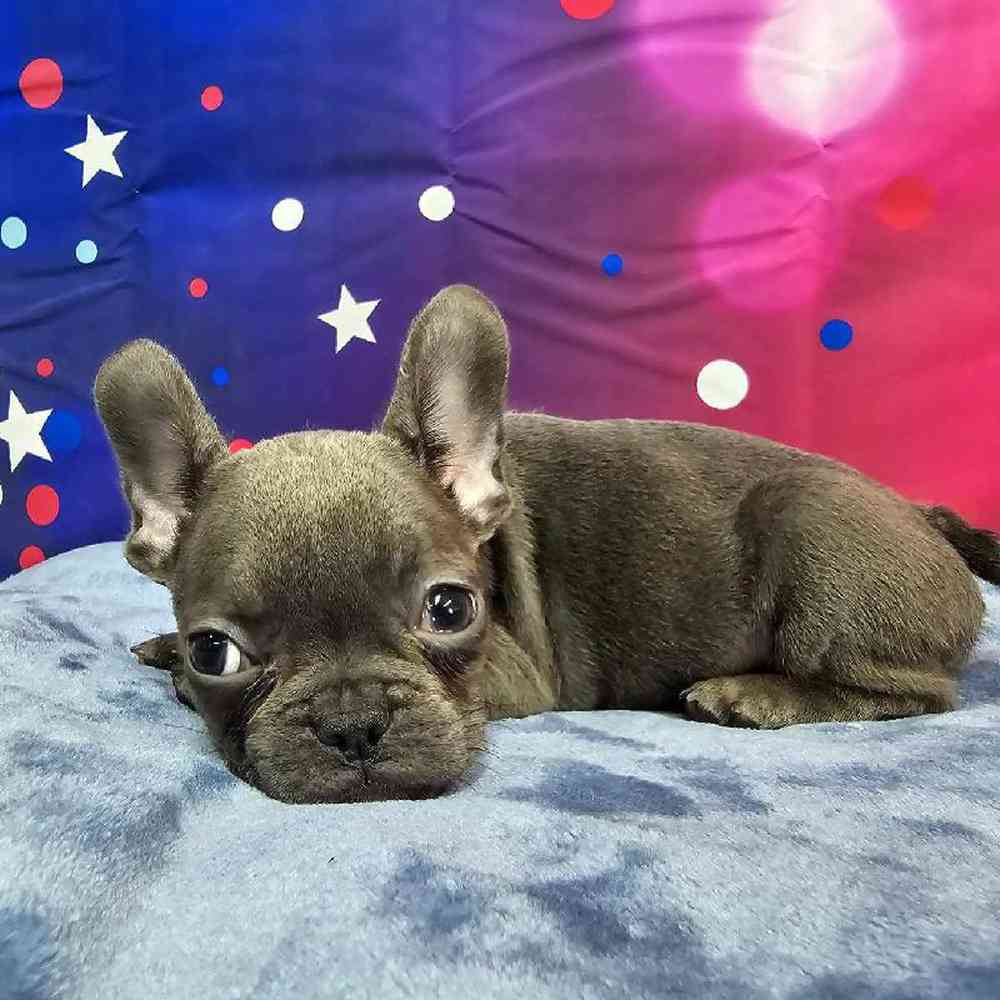 Female French Bulldog Puppy for Sale in Virginia Beach, VA