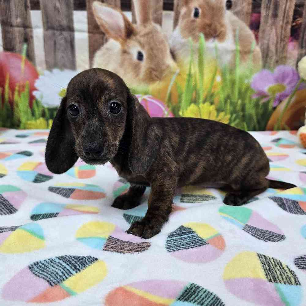Female Dachshund Puppy for Sale in Virginia Beach, VA