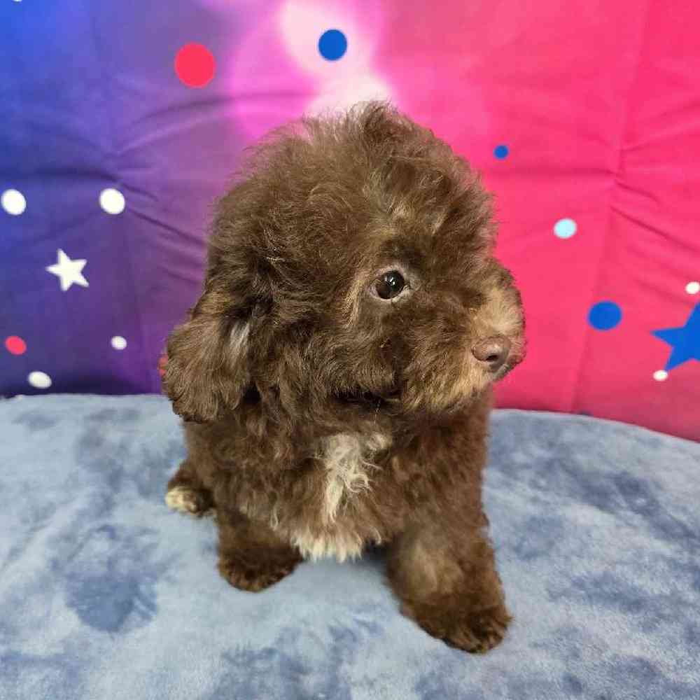 Male Mini Aussiedoodle Puppy for Sale in Virginia Beach, VA