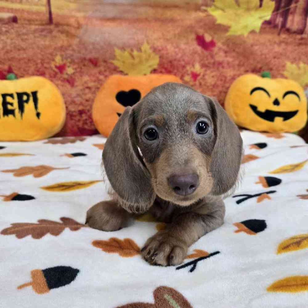 Male Dachshund Puppy for Sale in Virginia Beach, VA