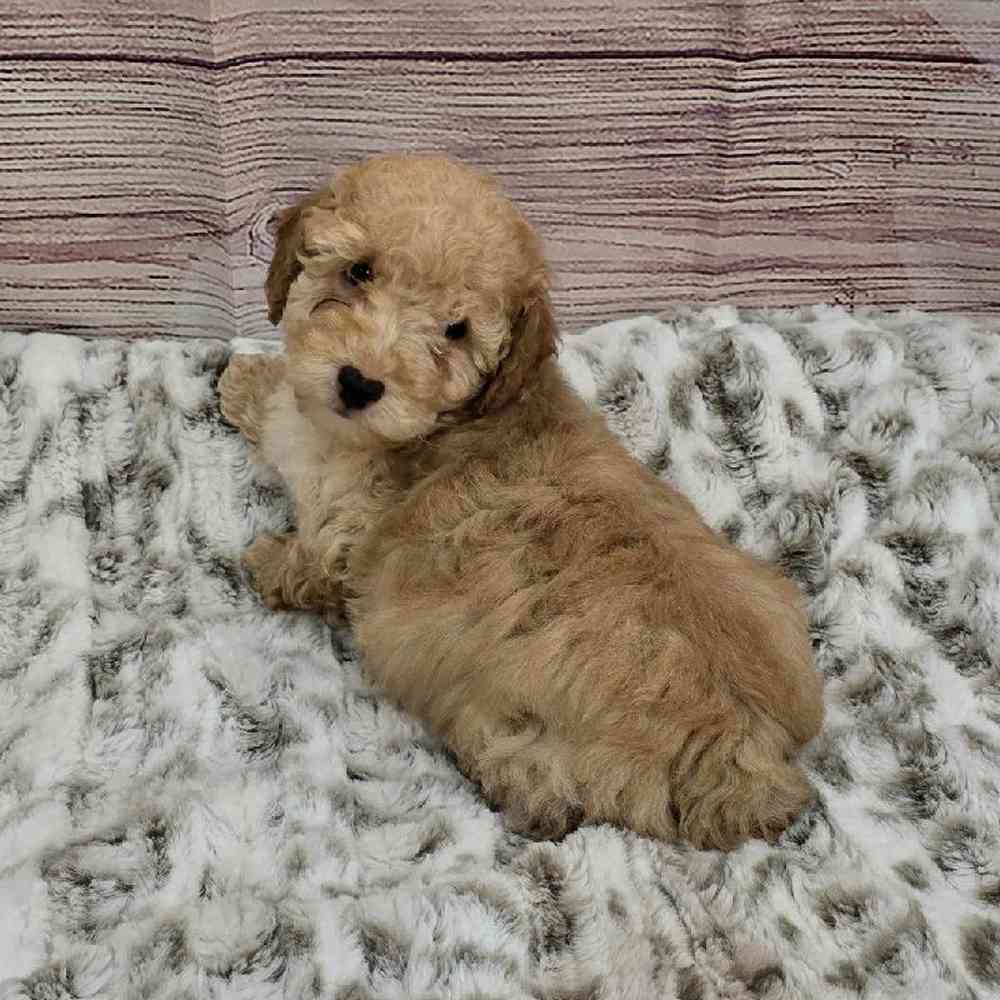 Male Mini Poodle Puppy for Sale in Virginia Beach, VA