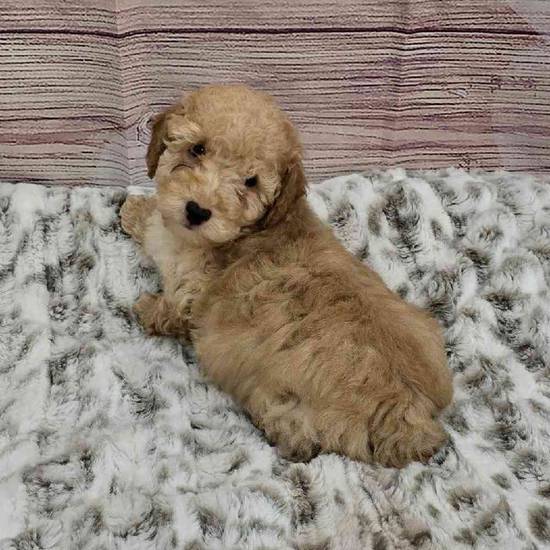 Mini Poodle