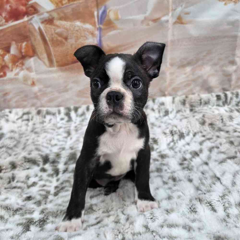 Male Boston Terrier Puppy for Sale in Virginia Beach, VA