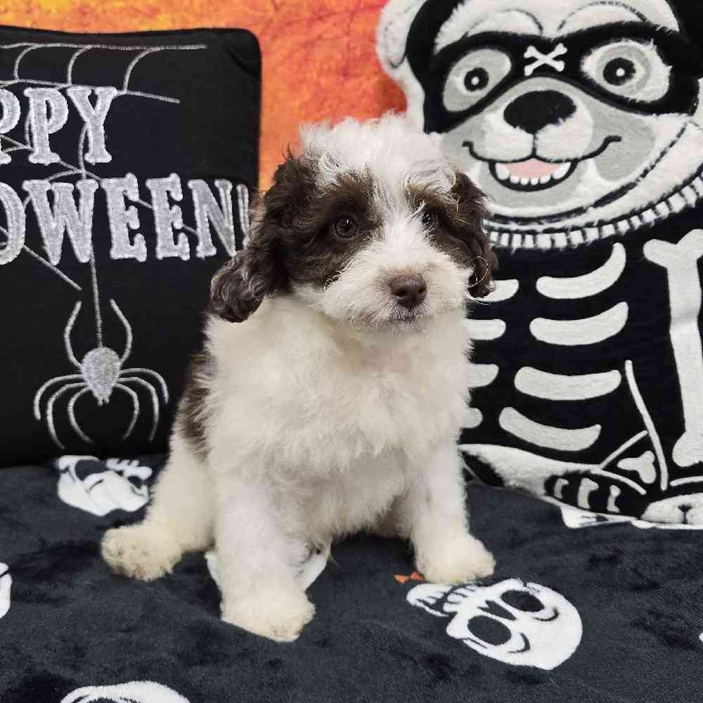 Male Poodle Puppy for Sale in Virginia Beach, VA