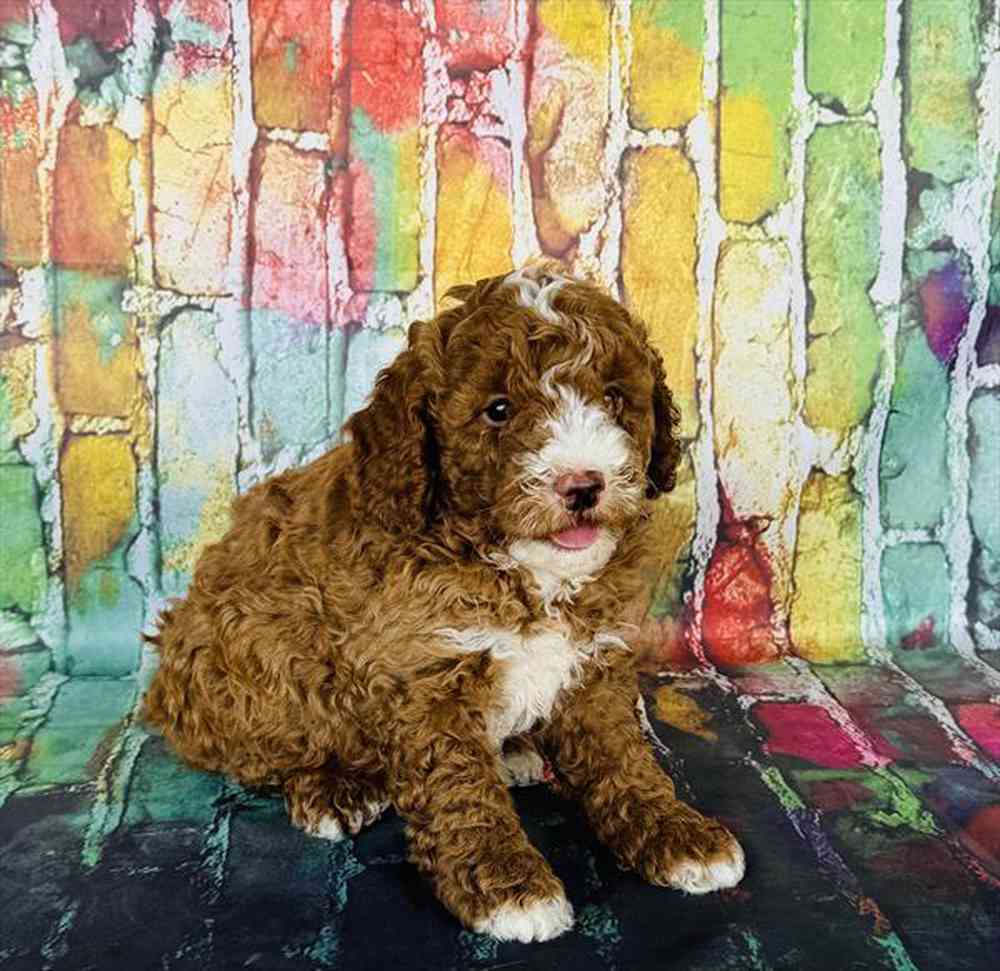 carousel pet images