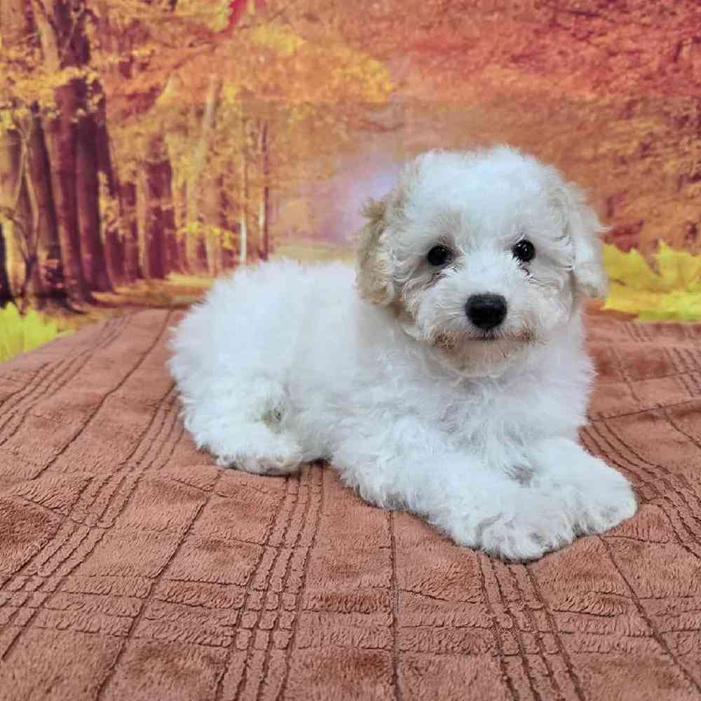 Male Mini Poodle Puppy for Sale in Virginia Beach, VA
