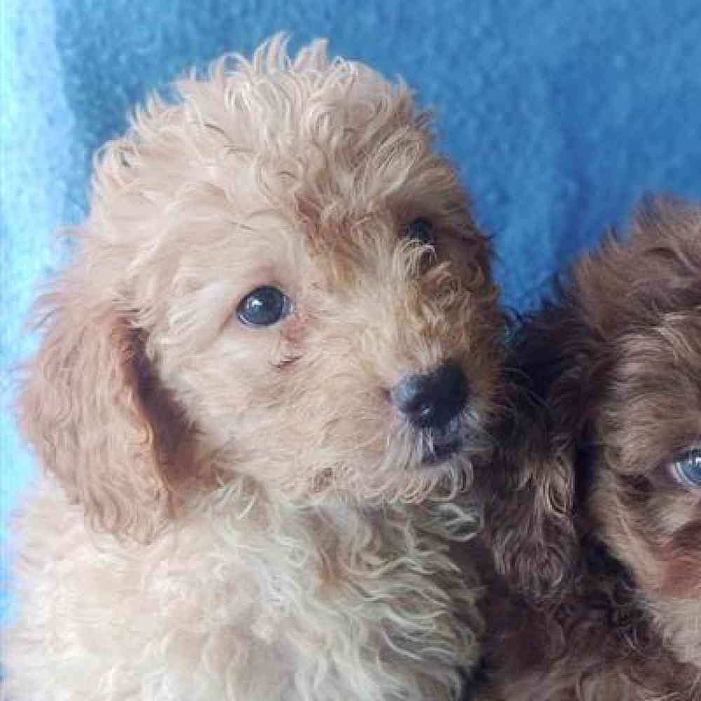 Male Havapoo Puppy for Sale in Virginia Beach, VA