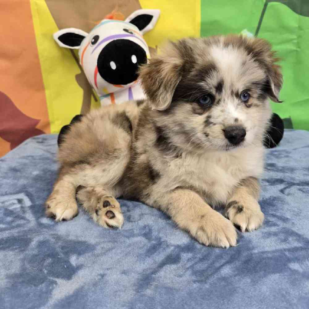 Male Pomsky Puppy for Sale in Virginia Beach, VA