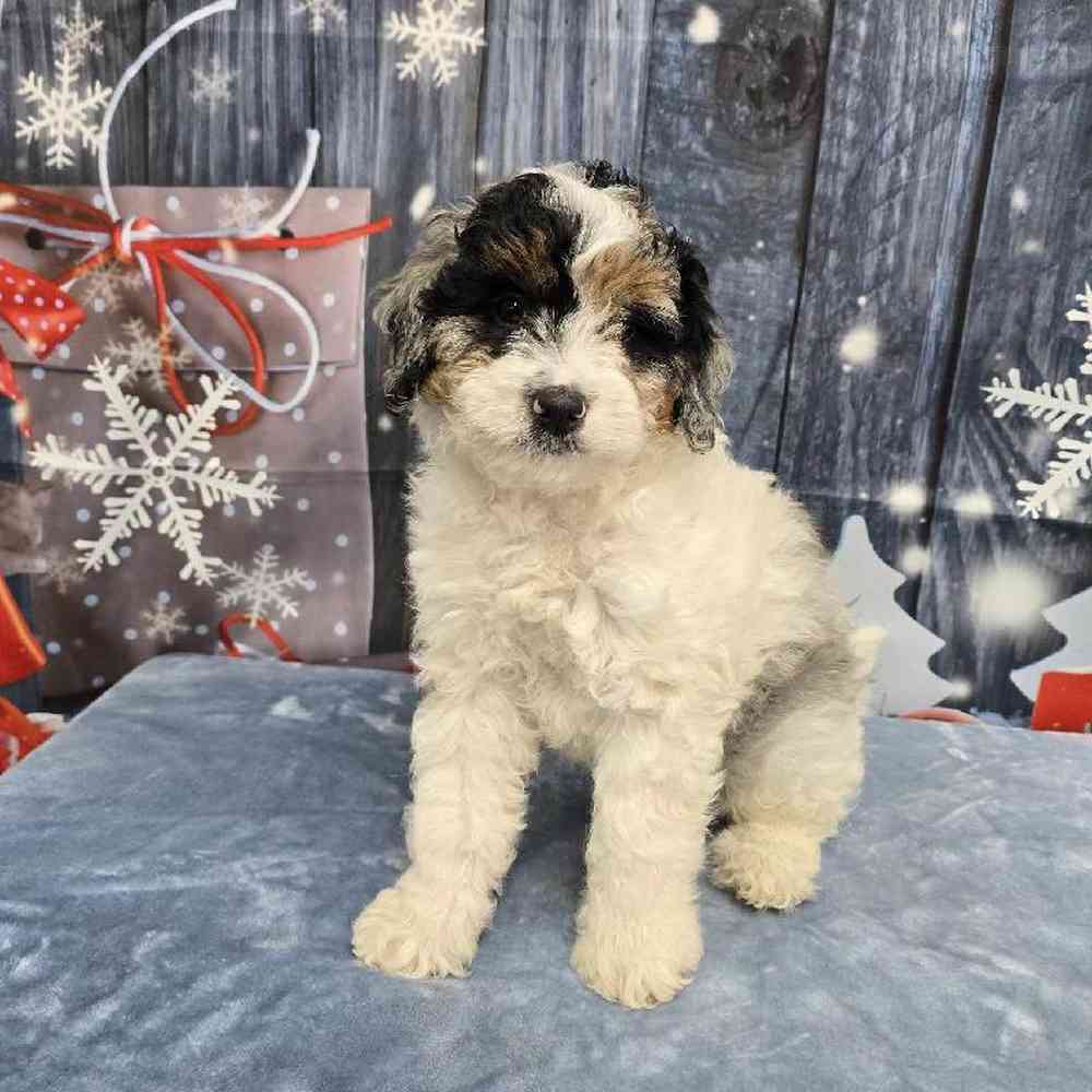 Male Mini Bernadoodle Puppy for Sale in Virginia Beach, VA