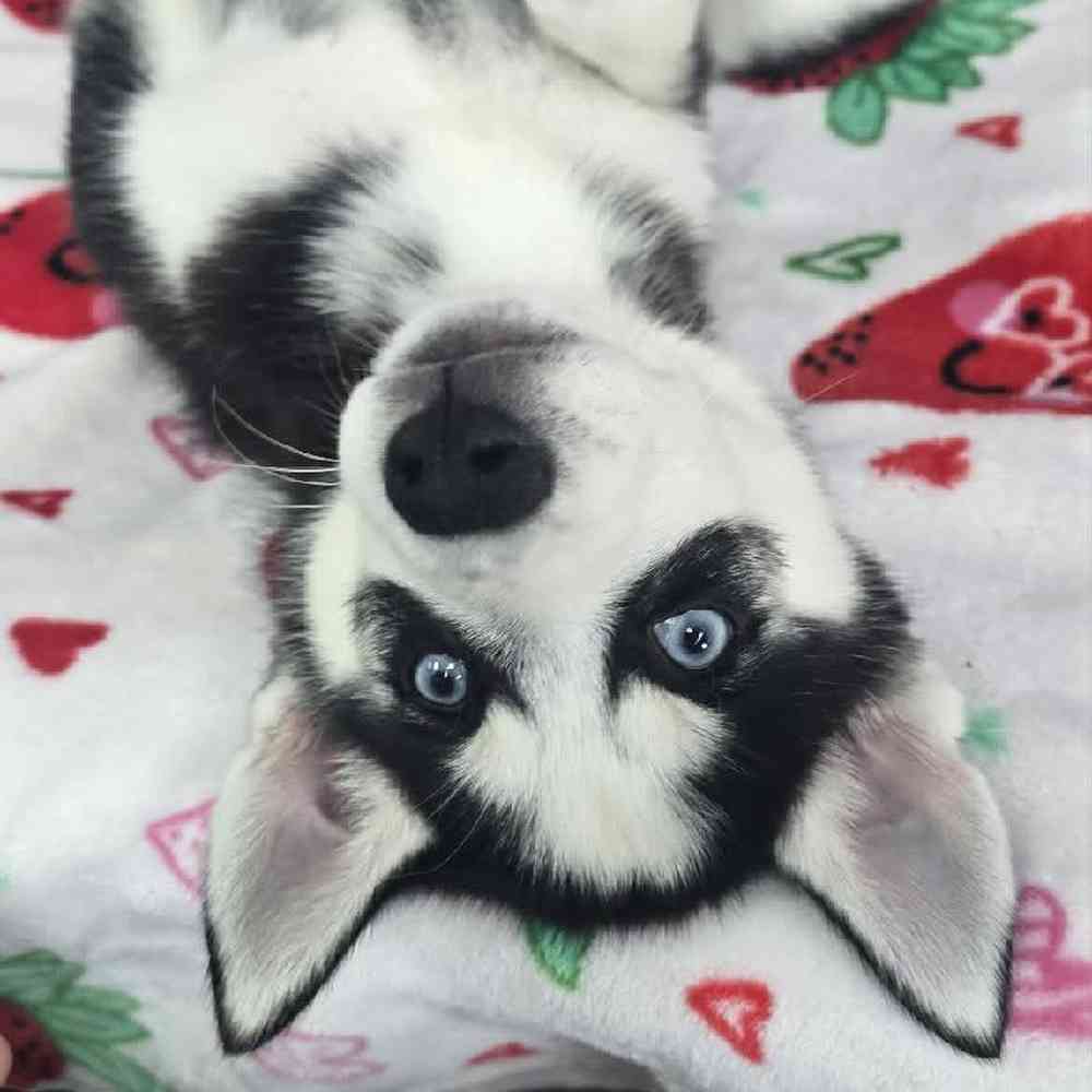 Female Siberian Husky Puppy for Sale in Virginia Beach, VA