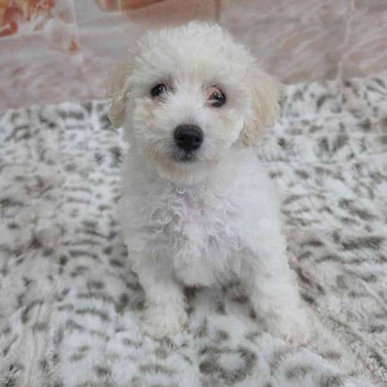 Bichon
